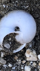 Cahuillus indioensis