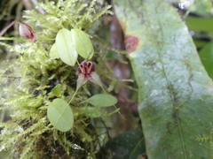 Masdevallia nidifica