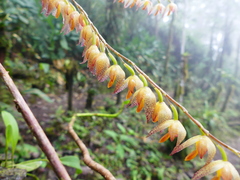 Pleurothallis restrepioides
