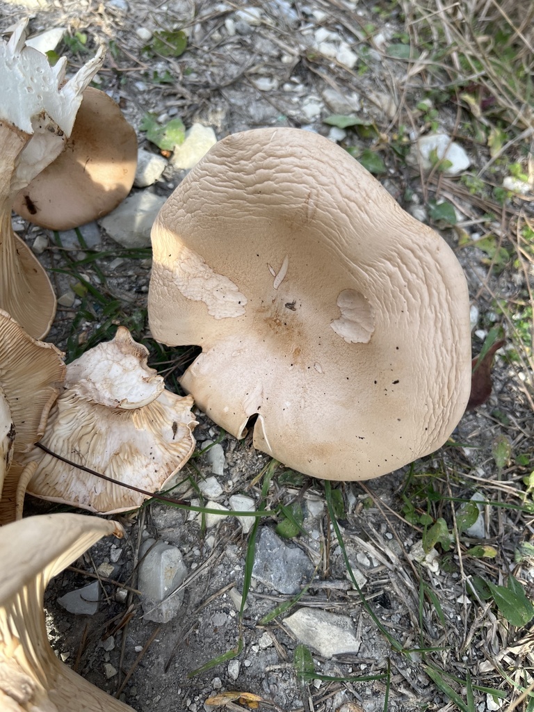 Infundibulicybe geotropa · November 2025 · photo: © flora_krd_natali (iNaturalist, cc-by)