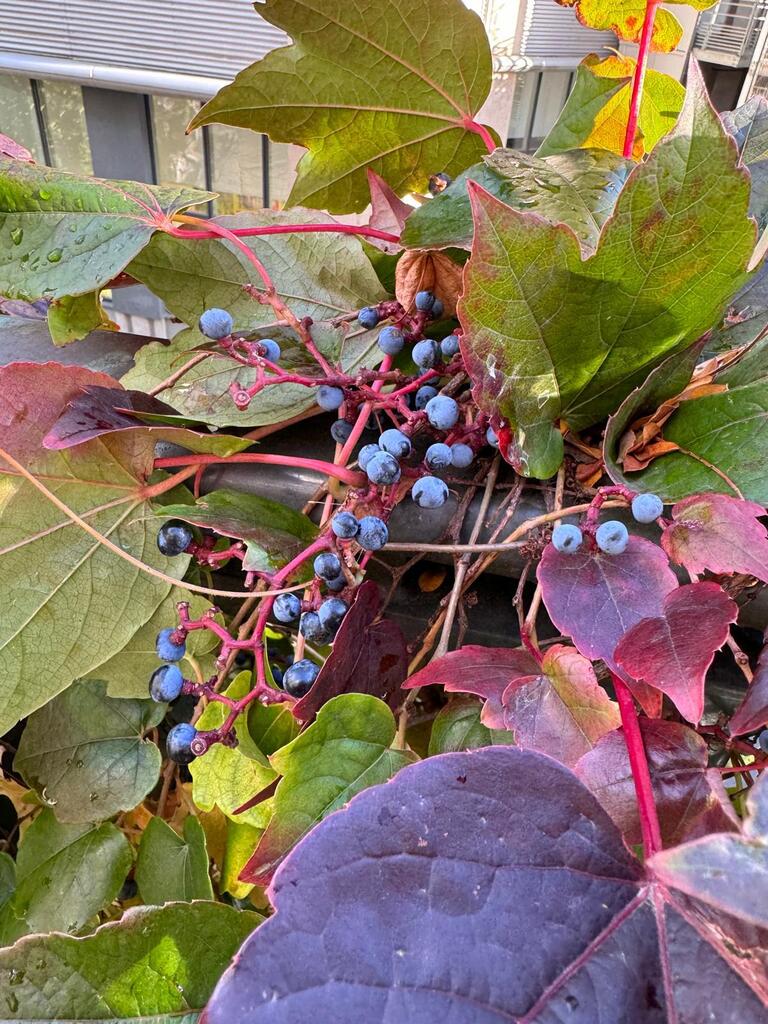 Parthenocissus