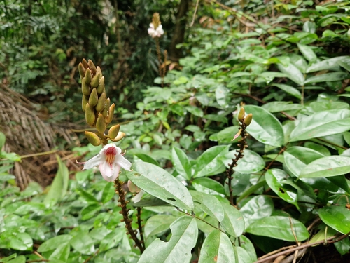 Orchidaceae observed 2025-11-23