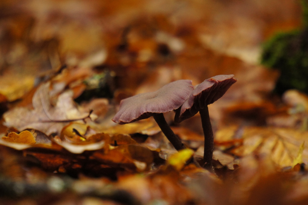 Laccaria amethystina · November 2025 · photo: © alexswift (iNaturalist, cc-by)