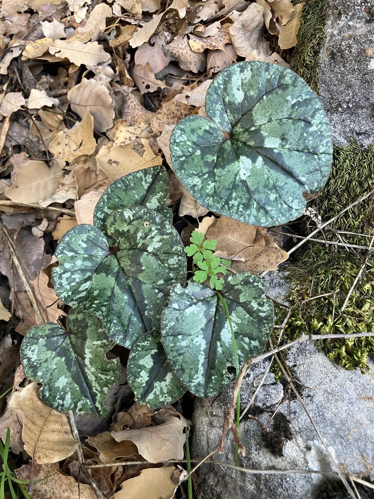 Cyclamen libanoticum