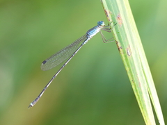 Indolestes tenuissimus