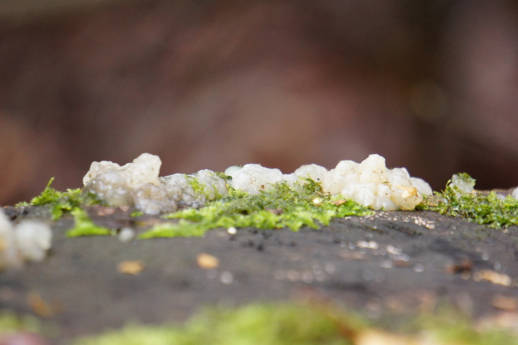Exidia thuretiana