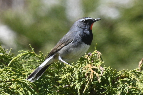Himalayan Rubythroat (Calliope pectoralis), photo 4