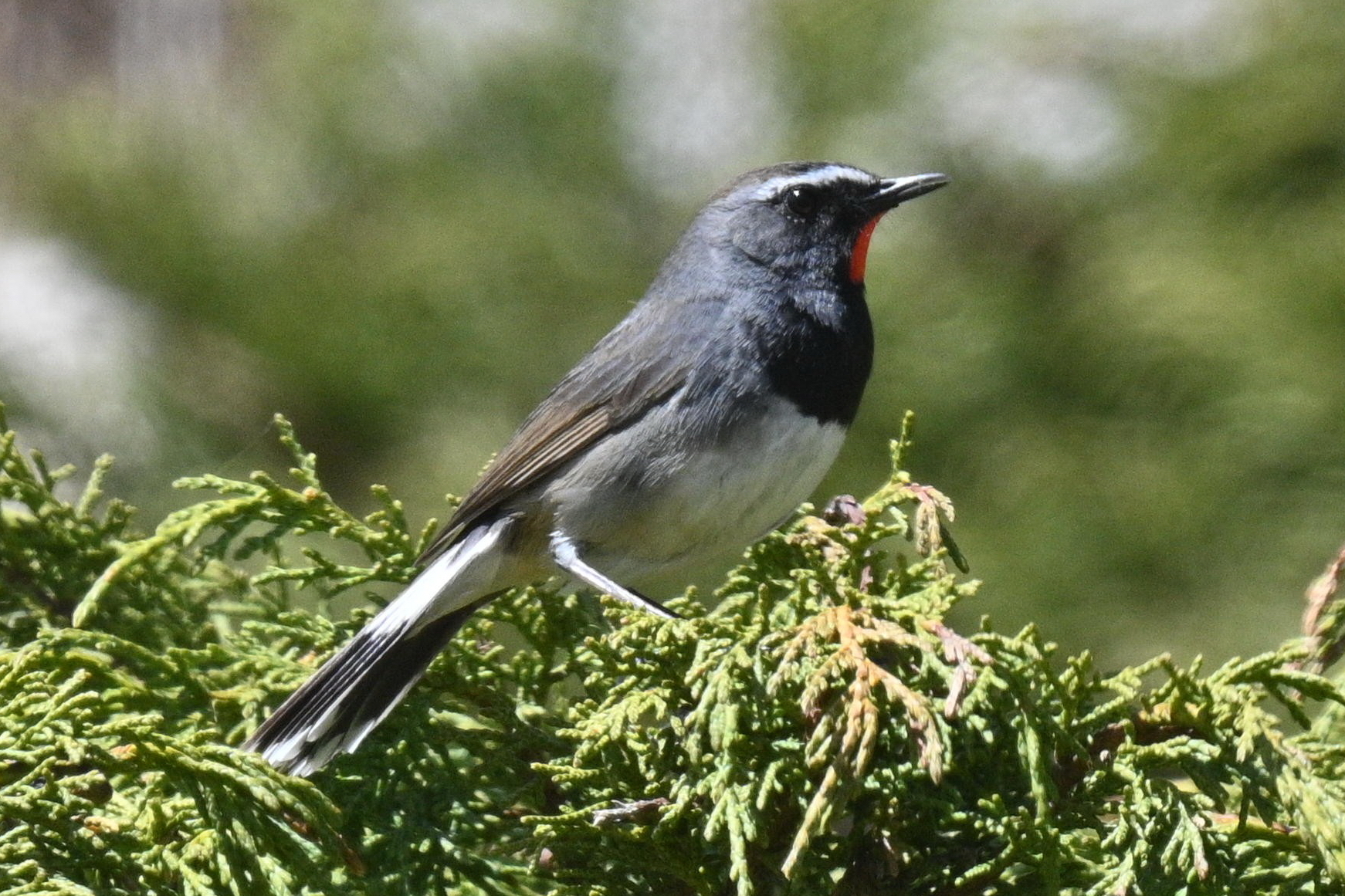 Himalayan Rubythroat
