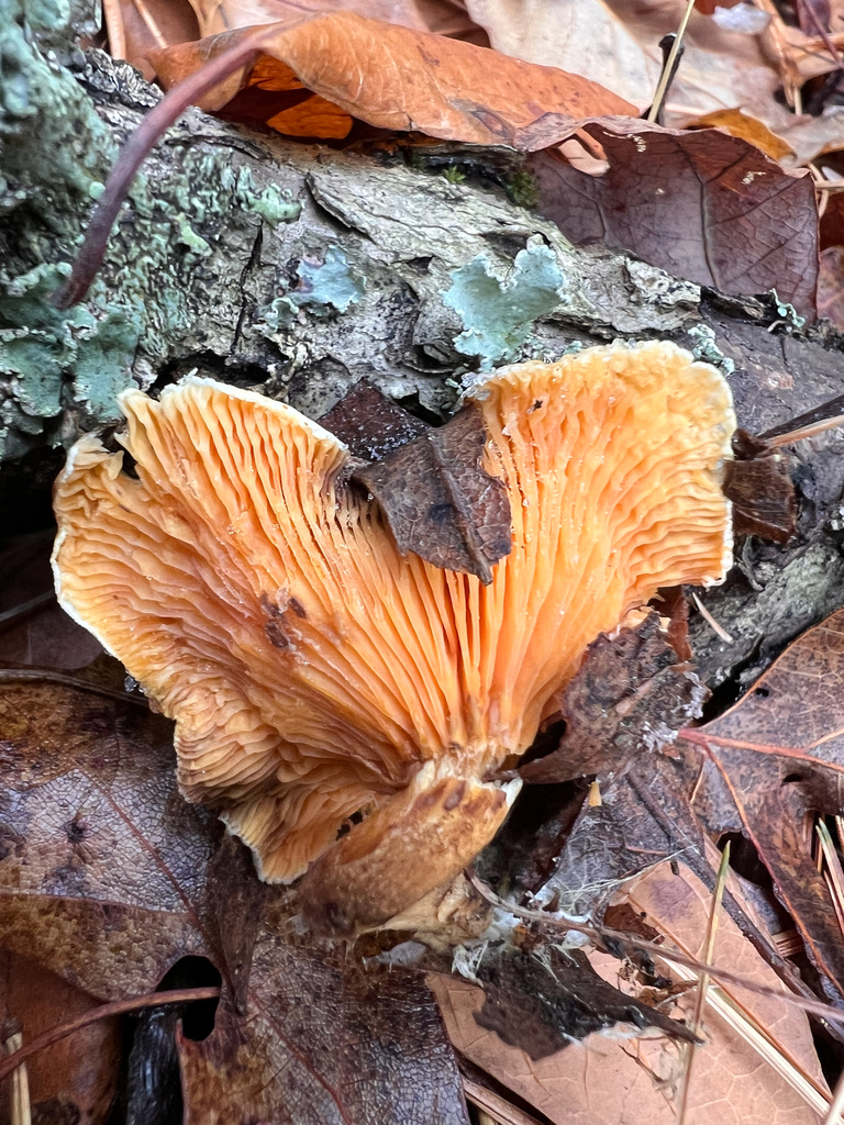 Hygrophoropsis aurantiaca · November 2025 · photo: © bdthomas (iNaturalist, cc-by)