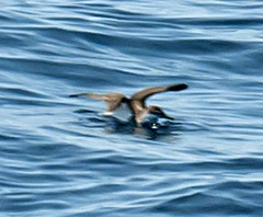 Puffinus lherminieri