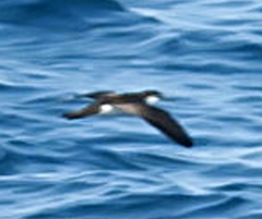Puffinus lherminieri