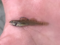 Etheostoma lepidum