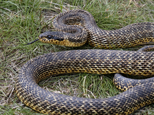 East-Four-lined Ratsnake