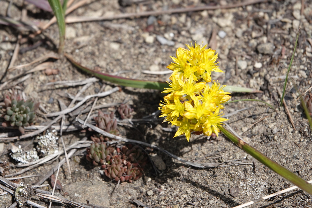 Sedum