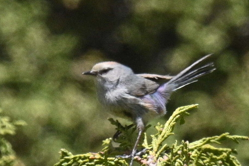 White-browed Tit-warbler (Leptopoecile sophiae), photo 4