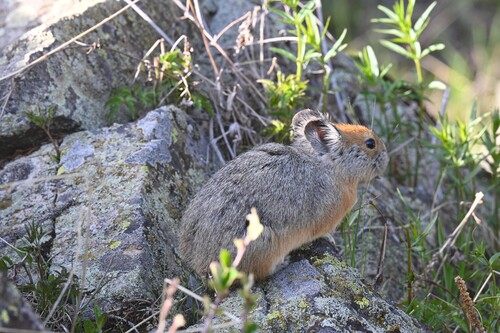 Turkestan Red Pika