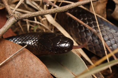 Eastern Small-eyed Snake sighting