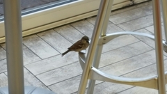 Passer domesticus