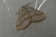 Lomographa glomeraria