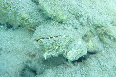 Spondylidae