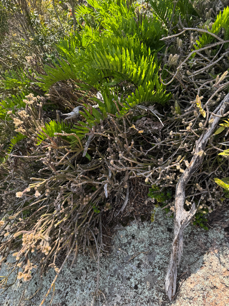 Rhipsalis dissimilis; photograph (c) Pedro Alvaro Neves, some rights reserved (CC BY)