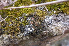 Scytinium dactylinum