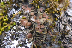 Scytinium dactylinum