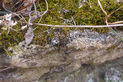 Scytinium dactylinum