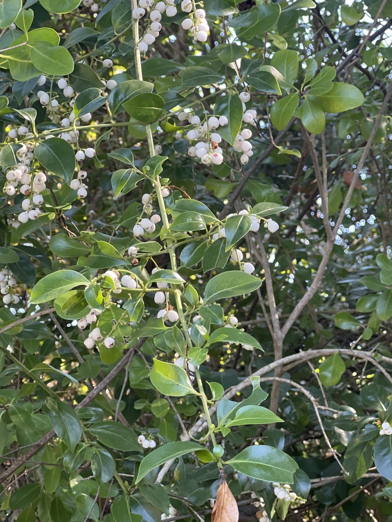 Lonicera