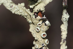 Flavoparmelia rutidota