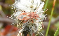 Stictopleurus knighti