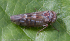 Idiocerus couleanus