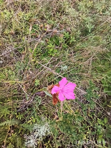 Dianthus membranaceus, photograph 5
