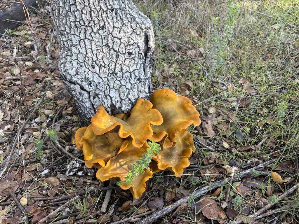 Omphalotus olivascens · November 2025 · photo: © jzupan (iNaturalist, cc-by)