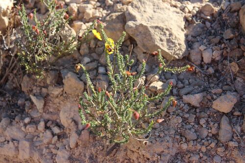 false heather fumana (Fumana ericoides)