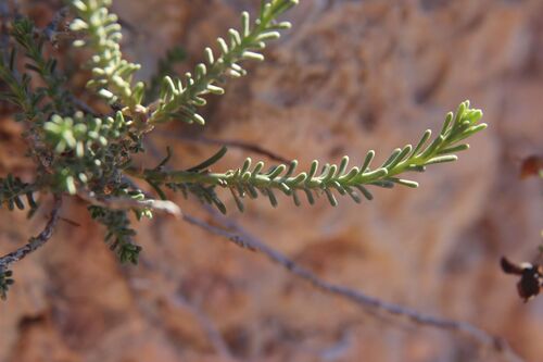 Fumana ericoides, photograph 4