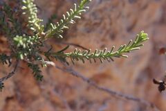 (c) Olivier Argagnon, some rights reserved (CC BY) Fumana ericoides, photograph (c) Olivier Argagnon, some rights reserved (CC BY)