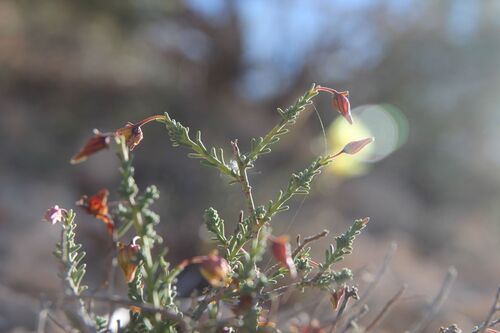 Fumana ericoides, photograph 5
