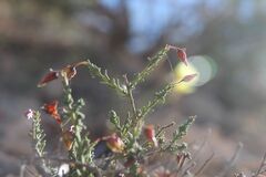(c) Olivier Argagnon, some rights reserved (CC BY) Fumana ericoides, photograph (c) Olivier Argagnon, some rights reserved (CC BY)