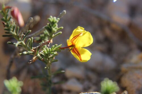 Fumana ericoides, photograph 2