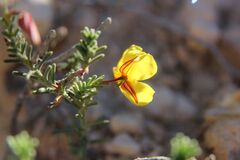 (c) Olivier Argagnon, some rights reserved (CC BY) Fumana ericoides, photograph (c) Olivier Argagnon, some rights reserved (CC BY)