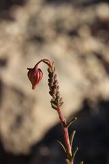 Fumana ericoides, photograph (c) Olivier Argagnon, some rights reserved (CC BY)