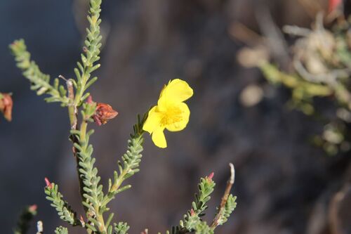 Fumana ericoides, photograph 1