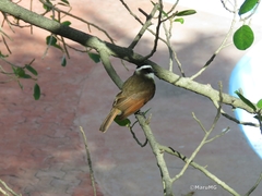 Pitangus sulphuratus