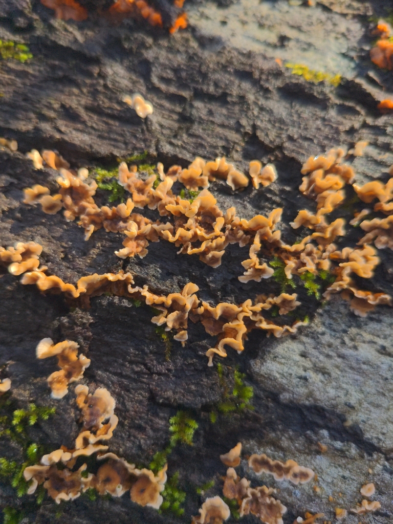 Stereum complicatum · November 2025 · photo: © noreenweeden (iNaturalist, cc-by)
