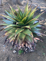author not stated, no rights reserved Aloe broomii, photograph author not stated, no rights reserved