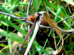 Oxyagrion rubidum