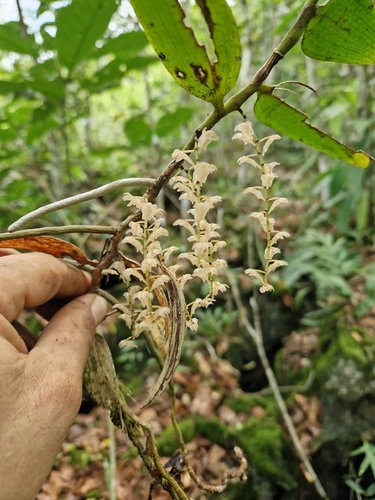 Diaphananthe bidens, 2025-11-23