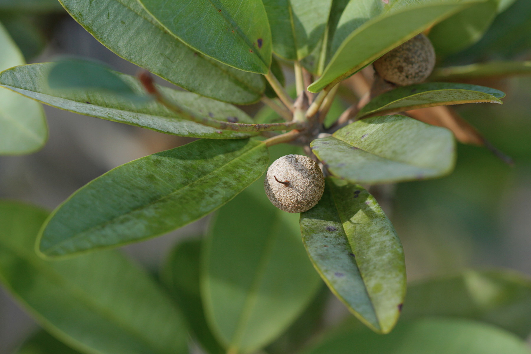 Manilkara jaimiqui ssp. emarginata