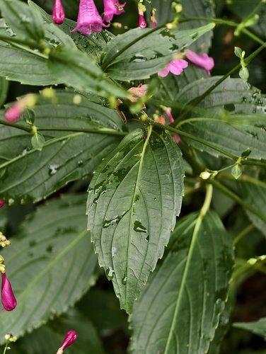 Strobilanthes hamiltoniana